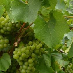 Reben der Rebsorte Melon du Bourgogne / Muscadet - Vino Culinario