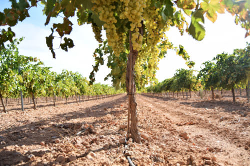 Weinreben Airen - Kastilien-La Mancha, Spanien - Vino Culinario