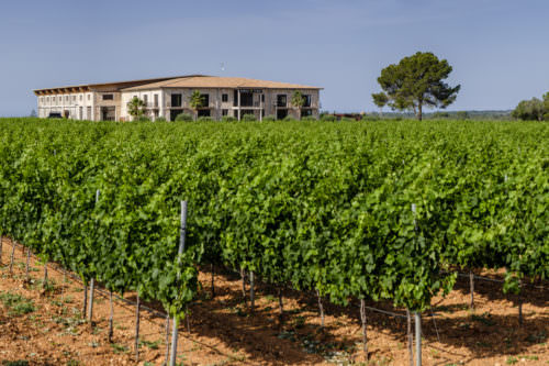 Weinbau auf trockenen Böden Mallorca, Spanien - Vino Culinario