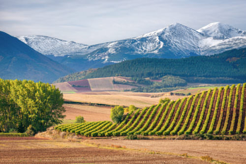 Weinberge im Weinanbaugebiet La Rioja in Spanien - VINO CULINARIO