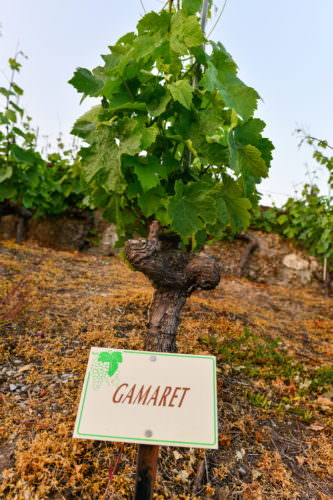 Rebsorte Gamaret - Vino Culinario