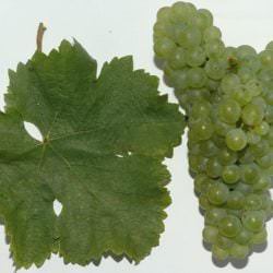 Rebe und Blatt der Rebsorte Sauvignon Blanc - Vino Culinario