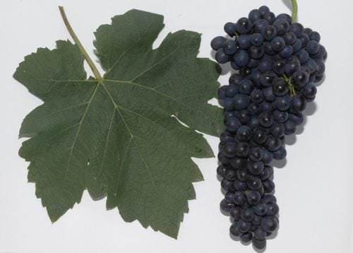 Blatt und Traube der Rebsorte Syrah - Vino Culinario