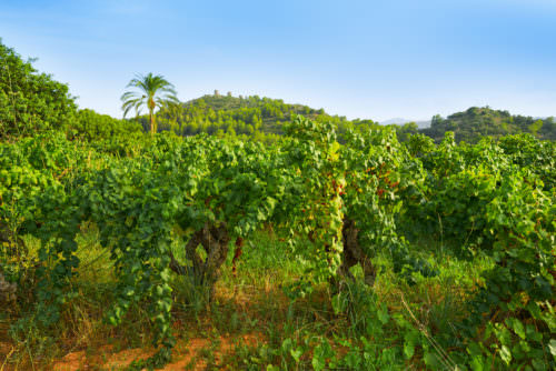 Weinbau in Alicante Marina Alta - Vino Culinario