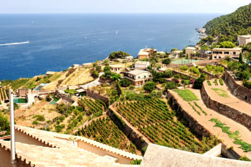 Weinbau auf Mallorca - Vino Culinario
