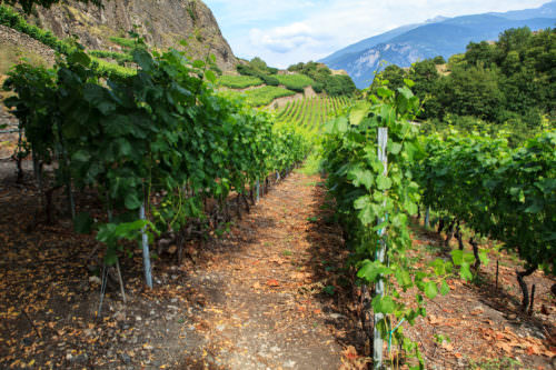 Rebstöcke im Wallis (Vaials) in der Schweiz - Vino Culinario