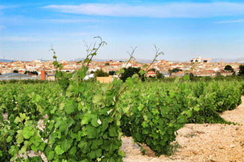 Weinbau bei Jumilla in Murcia, Spanien - Vino Culinario