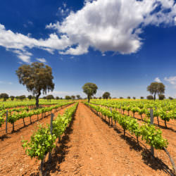Rebstöcke in Kastilien-La Mancha, Spanien - Vino Culinario