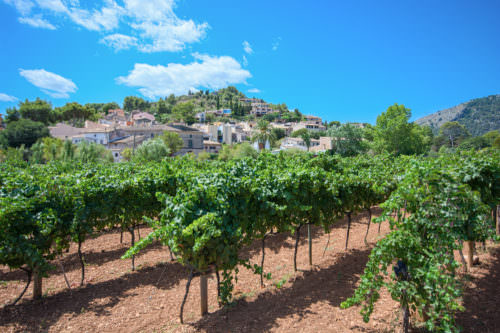 Weinbau Mallorca, Spanien - Vino Culinario