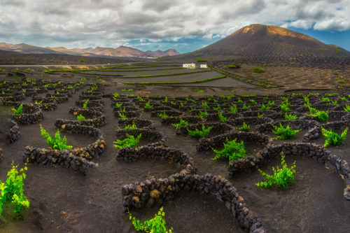 Weinbau auf Vulkangestein, Teneriffa, Spanien - Vino Culinario