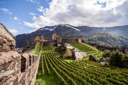 Weinberge bei der Festung Bellinzona, Tessin, Ticino, Schweiz - Vino Culinario