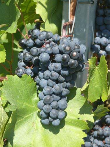 Beeren der Rotwein Rebsorte Acolon - Vino Culinario