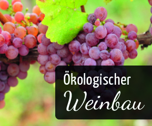 Ratgeber - Ökologischer Weinbau - Vino Culinario