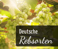Deutsche Rebsorten - Vino Culinario