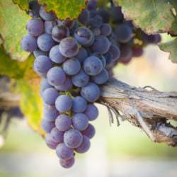 Weintrauben der französischen Rotwein Rebsorte Cabernet Sauvignon - Vino Culinario