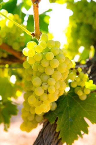 Die Weintrauben der französischen Rebsorte Chardonnay - Vino Culinario