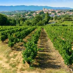 Weinberge vor der Stadt Béziers im Département Hérault - Vino Culinario