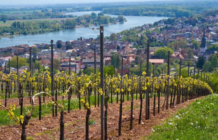 Weinbau in der Pfalz - Rebstöcke & Weinberge