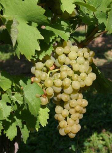 Weiße Rebsorte Ortega – Weintraube - Vino Culinario
