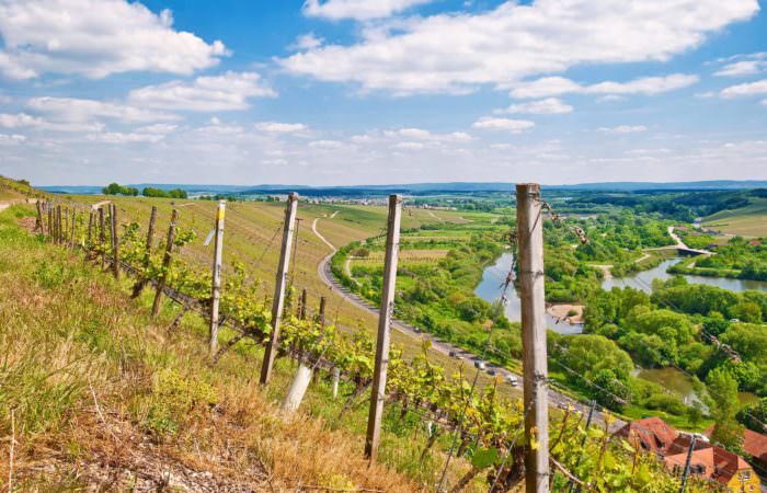 Rebstöcke Weinberge Weinbauregion Franken