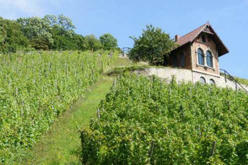 Qualitativ hochwertiger Weinbau auf kleiner Fläche - Vino Culinario