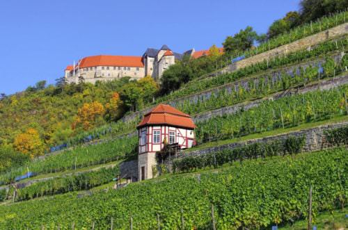Die Weinberge an der Burg Freyburg - Vino Culinario