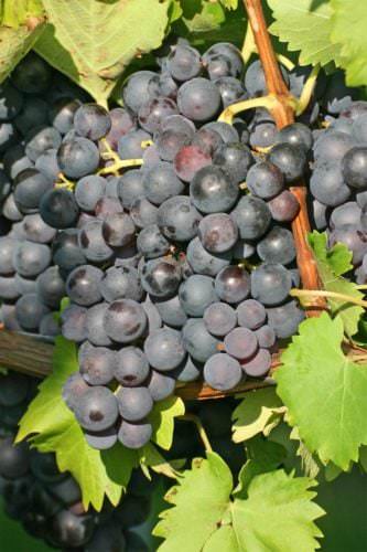 Beeren der Rotwein-Rebsorte Trollinger - Vino Culinario
