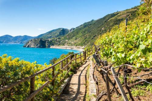 Idyllischer Wanderweg entlang der Weinberge und Weinterrassen an der Ligurischen Küste - Vino Culinario