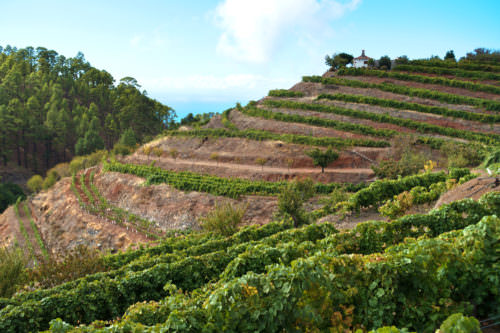 Terrassierter Weinbau auf den Kanaren, La Palma, Spanien - Vino Culinario