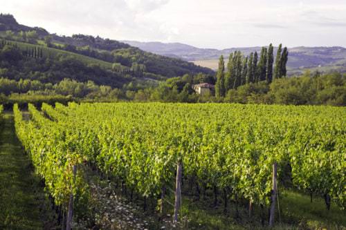 Atemberaubende Weinlandschaft in der Toskana (Italien) - Vino Culinario