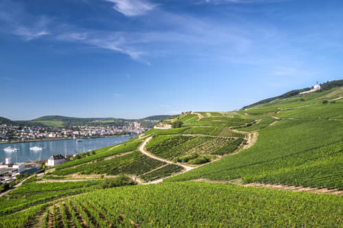Blick über die Weinbauregion Rheingau - Vino Culinario