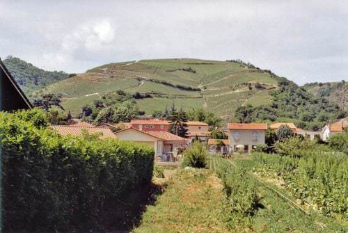 Faszinierende Weinlandschaft mit unterschiedlichen klimatischen Verhältnissen. Heiße Sommer im Süden, eisige Winter im oberen Rhônetal. - Vino Culinario