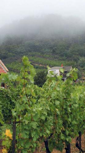 Nebel im Weinanbaugebiet Somló in Ungarn - Vino Culinario