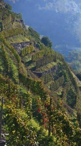 Weinbau in extremen Hanglagen in der Lombardei - Vino Culinario