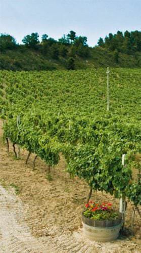 Weinbauregion Marken in Italien - Vino Culinario