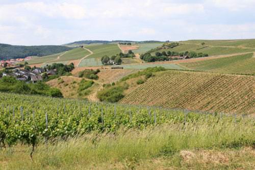 Weinbau Landschaft / Weinberge