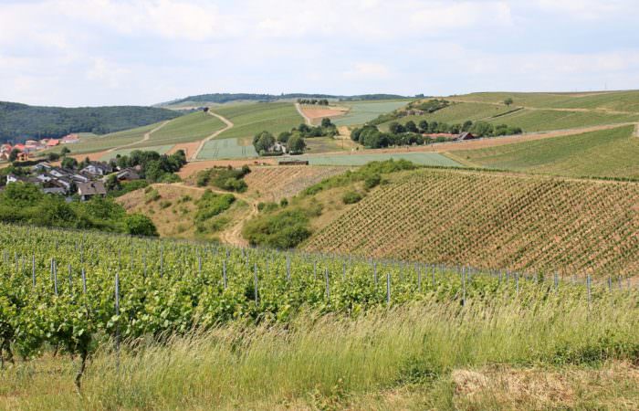 Weinbau Landschaft / Weinberge