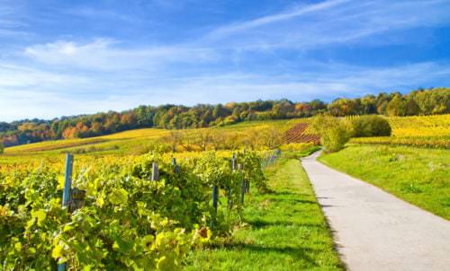 Wanderweg Weinbauregion Pfalz
