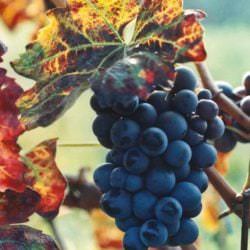 Weinreben im Piemont - Vino Culinario