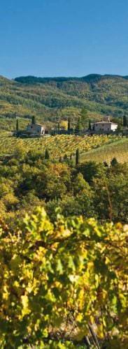 Weinbau in der Toskana - Vino Culinario