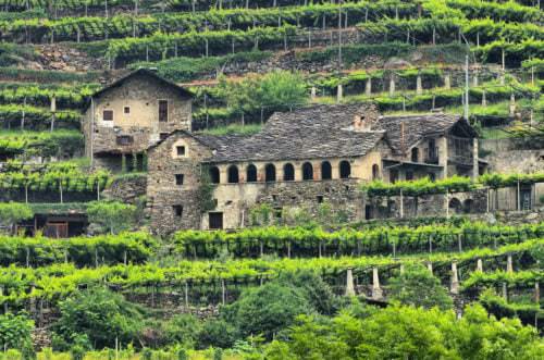 Weinbau im Aostatal - Vino Culinario