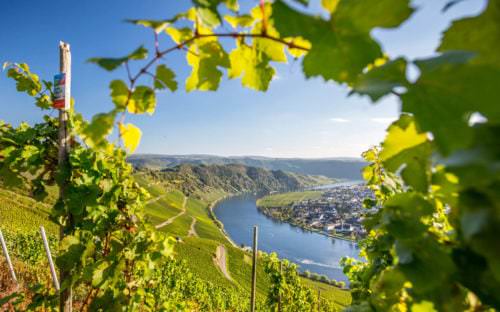 Weinberge Weinbauregion Mosel-Saar-Ruwer