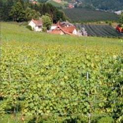 Weinlandschaft Österreich - Vino Culinario