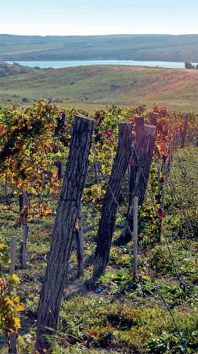 Weinanbau in der Region Balatonfüred-Csopak in Ungarn - Vino Culinario