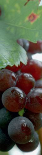 Weintrauben in der Region Szekszárd - Vino Culinario