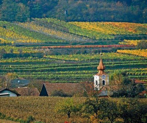 Weinanbaugebiet Traisental Österreich - Vino Culinario