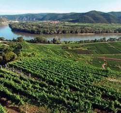 Weinanbaugebiet Wachau Österreich - Vino Culinario