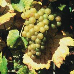 Beeren der Weißwein Rebsorte Weißer Burgunder / Weißburgunder - Vino Culinario
