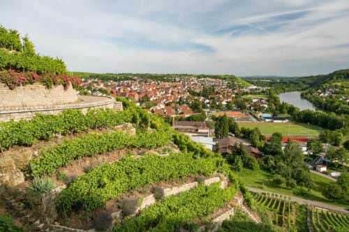 Weinbau an den Hessigheimer Felsengärten - Vino Culinario